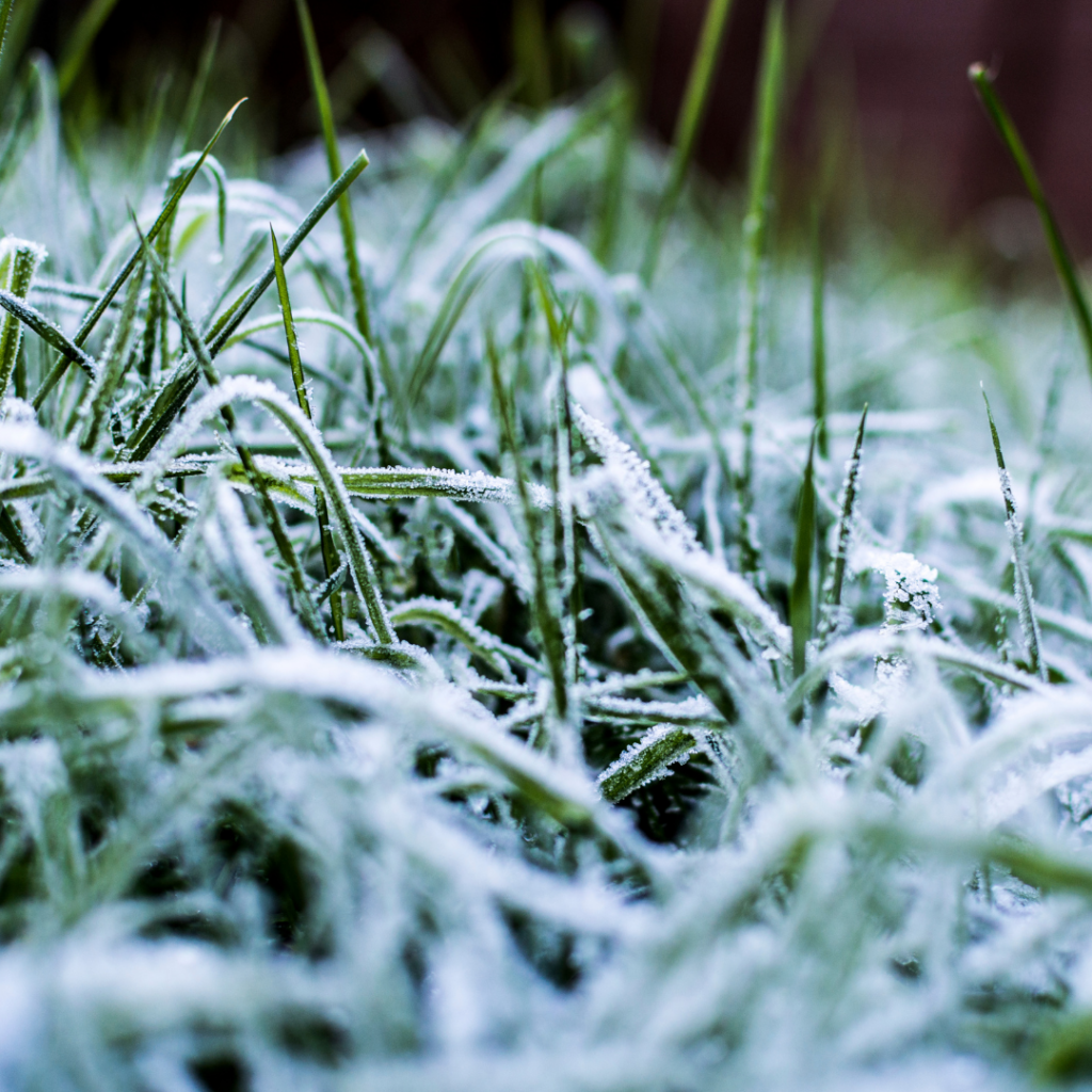 winter lawn